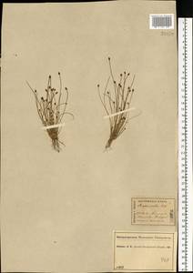 Eleocharis ovata (Roth) Roem. & Schult., Eastern Europe, Central forest region (E5) (Russia)