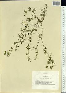 Medicago lupulina L., Siberia, Altai & Sayany Mountains (S2) (Russia)