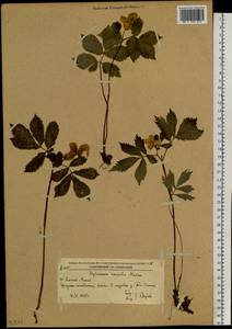 Hylomecon vernalis Maxim., Siberia, Russian Far East (S6) (Russia)