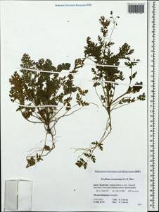 Erodium cicutarium, Siberia, Baikal & Transbaikal region (S4) (Russia)