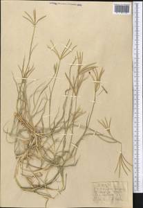 Cynodon dactylon (L.) Pers., Middle Asia, Kopet Dag, Badkhyz, Small & Great Balkhan (M1) (Turkmenistan)