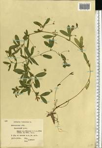 Lathyrus tuberosus L., Eastern Europe, Moscow region (E4a) (Russia)