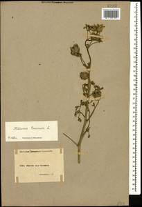 Trionum annuum Medik., Caucasus, Armenia (K5) (Armenia)