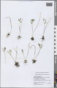 Gagea podolica Schult. & Schult.f., Eastern Europe, Lower Volga region (E9) (Russia)