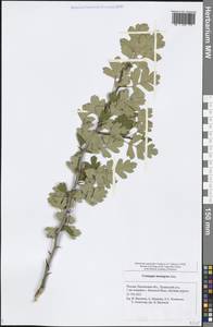 Crataegus monogyna Jacq., Eastern Europe, Middle Volga region (E8) (Russia)