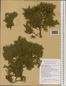 Juniperus foetidissima Willd., South Asia, South Asia (Asia outside ex-Soviet states and Mongolia) (ASIA) (Cyprus)