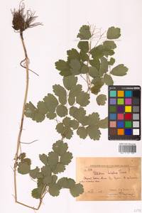 Thalictrum baicalense Turcz. ex Ledeb., Siberia, Russian Far East (S6) (Russia)