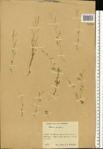 Cardamine parviflora L., Eastern Europe, Central region (E4) (Russia)