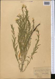 Rhaponticum repens (L.) Hidalgo, Middle Asia, Kopet Dag, Badkhyz, Small & Great Balkhan (M1) (Turkmenistan)