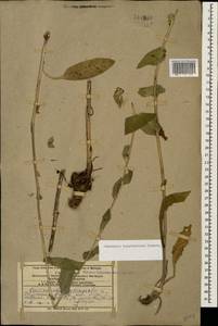 Campanula glomerata subsp. caucasica (Trautv.) Ogan., Caucasus, Armenia (K5) (Armenia)