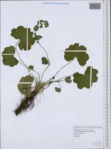 Alchemilla glabricaulis H. Lindb., Eastern Europe, Central region (E4) (Russia)