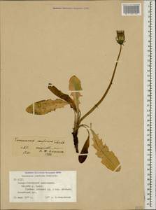 Taraxacum confusum Schischk., Caucasus, North Ossetia, Ingushetia & Chechnya (K1c) (Russia)