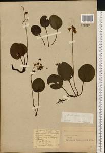 Pyrola media Sw., Eastern Europe, Central forest-and-steppe region (E6) (Russia)