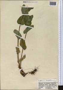 Bupleurum aureum Fisch., Middle Asia, Northern & Central Tian Shan (M4) (Kyrgyzstan)