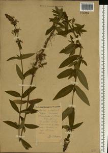 Stachys palustris L., Eastern Europe, Central forest region (E5) (Russia)
