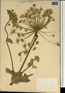 Heracleum antasiaticum Manden., South Asia, South Asia (Asia outside ex-Soviet states and Mongolia) (ASIA) (Turkey)