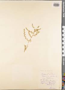 Herniaria glabra L., Eastern Europe, Central region (E4) (Russia)