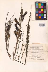 Cytisus scoparius (L.) Link, Eastern Europe, West Ukrainian region (E13) (Ukraine)