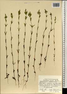 Gentianella amarella subsp. acuta (Michx.) Gillett, Mongolia (MONG) (Mongolia)