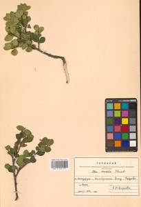 Ilex crenata Thunb., Siberia, Russian Far East (S6) (Russia)