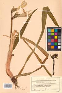 Hemerocallis middendorffii var. esculenta (Koidz.) Ohwi, Siberia, Russian Far East (S6) (Russia)