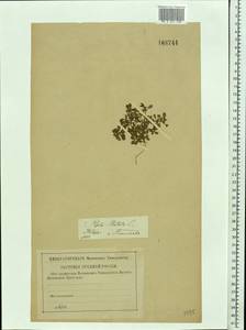 Lythrum portula (L.) D. A. Webb, Eastern Europe, North-Western region (E2) (Russia)