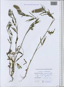 Trifolium angustifolium L., Caucasus, Krasnodar Krai & Adygea (K1a) (Russia)