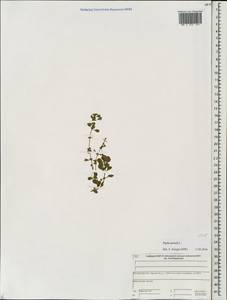 Lythrum portula (L.) D. A. Webb, Eastern Europe, Central forest region (E5) (Russia)