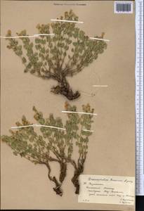 Dracocephalum komarovii Lipsky, Middle Asia, Western Tian Shan & Karatau (M3) (Kazakhstan)
