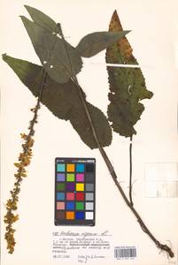 Verbascum nigrum L., Eastern Europe, Moscow region (E4a) (Russia)