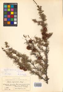 Larix gmelinii (Rupr.) Kuzen., Siberia, Russian Far East (S6) (Russia)