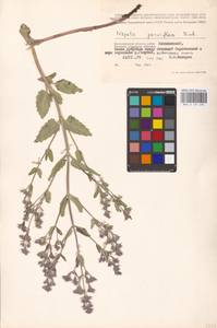 MHA 0 155 694, Nepeta ucranica subsp. parviflora (M.Bieb.) M.Masclans de Bolos, Eastern Europe, Lower Volga region (E9) (Russia)