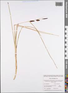 Carex rostrata var. rostrata, Eastern Europe, Northern region (E1) (Russia)