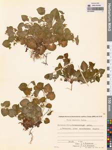 Viola mauritii Tepl., Siberia, Chukotka & Kamchatka (S7) (Russia)
