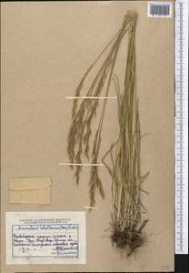 Helictochloa hookeri (Scribn.) Romero Zarco, Middle Asia, Northern & Central Kazakhstan (M10) (Kazakhstan)