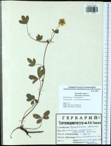 Potentilla supina L., Eastern Europe, Central region (E4) (Russia)