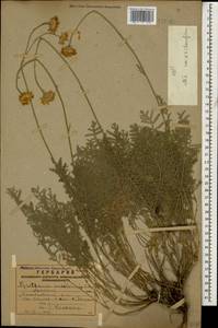 Tanacetum uniflorum (Fisch. & C. A. Mey.) Sch. Bip., Caucasus, Armenia (K5) (Armenia)