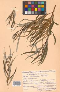 Salix schwerinii E. L. Wolf, Siberia, Russian Far East (S6) (Russia)