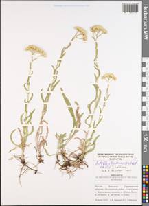 Achillea collina (Wirtg.) Becker ex Rchb., Eastern Europe, Lower Volga region (E9) (Russia)