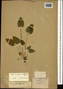 Viola ambigua Waldst. & Kit., Caucasus, Krasnodar Krai & Adygea (K1a) (Russia)