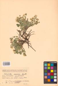 Potentilla cinerea subsp. incana (G. Gaertn., B. Mey. & Scherb.) Asch., Eastern Europe, Lower Volga region (E9) (Russia)