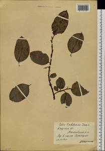 Salix abscondita Laksch., Siberia, Russian Far East (S6) (Russia)