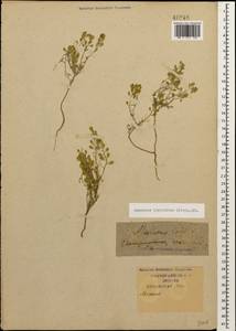 Meniocus linifolius (Stephan ex Willd.) DC., Caucasus, Krasnodar Krai & Adygea (K1a) (Russia)