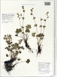 Alchemilla sericata Rchb., Caucasus, Stavropol Krai, Karachay-Cherkessia & Kabardino-Balkaria (K1b) (Russia)