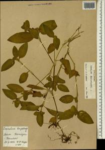 Commelina benghalensis L., Africa (AFR) (Mali)