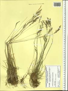 Koeleria subalpestris (Hartm.) Barberá, Quintanar, Soreng & P.M.Peterson, Siberia, Central Siberia (S3) (Russia)