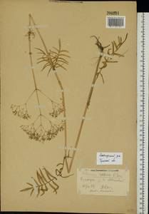 Valeriana rossica P. A. Smirn., Eastern Europe, Central region (E4) (Russia)