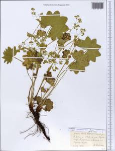 Alchemilla murbeckiana Buser, Eastern Europe, Northern region (E1) (Russia)