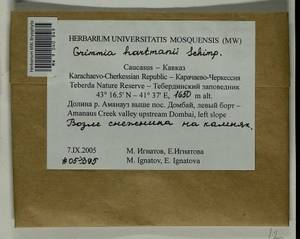 Grimmia hartmanii Schimp., Bryophytes, Bryophytes - North Caucasus & Ciscaucasia (B12) (Russia)