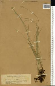 Carex brizoides L., Eastern Europe, North Ukrainian region (E11) (Ukraine)
